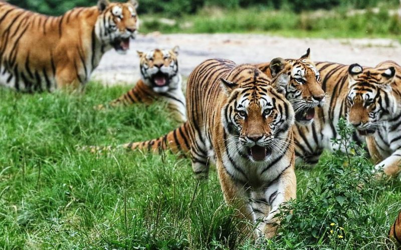 आज विश्व बाघ दिवस: बाघको सङ्ख्या बढेर तेब्बर, व्यवस्थापनमा चुनौती