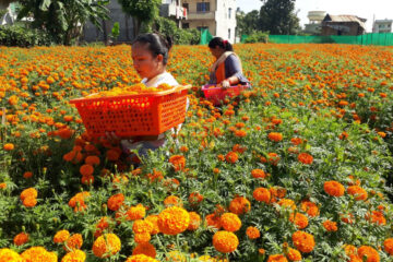 कञ्चनपुरका प्रेम रोकायालाई तिहारमा फूल बेच्न भ्याइनभ्याई