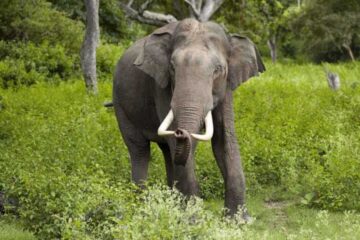 २४ वटा जङ्गली हात्तीले आतंक मच्चायो