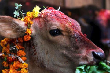 आज गोरु, गोवर्द्धन र हली पूजा