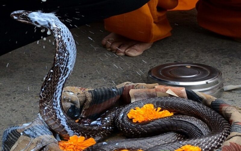 आज नागपञ्चमी पर्व;  नागको पूजाआराधना गरी मनाइँदै