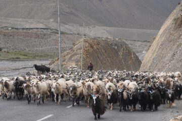 दसैँका लागि मुस्ताङबाट ३५ करोडभन्दा बढी मूल्यका भेडाच्याङ्ग्रा निकासी